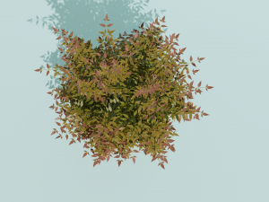 Heavenly Bamboo Nandina domestica 3D Model