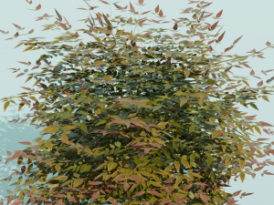 Heavenly Bamboo Nandina domestica 3D Model