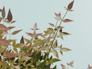 Heavenly Bamboo Nandina domestica 3D Model