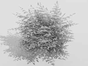 Heavenly Bamboo Nandina domestica 3D Model