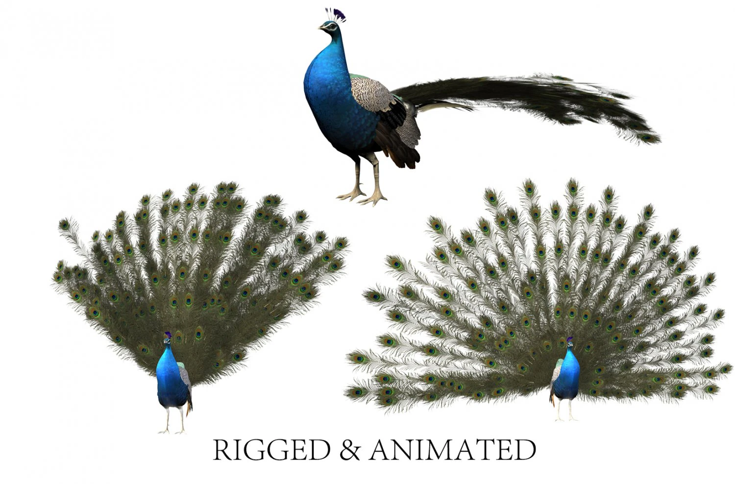 Aniamted peacock peafowl 3D Model .c4d .max .obj .3ds .fbx .stl .blend 