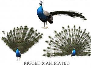 Aniamted peacock peafowl 3D Модель