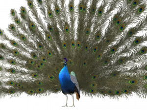 Aniamted peacock peafowl Modello 3D