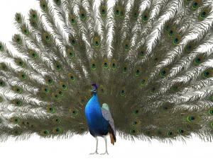 Aniamted peacock peafowl 3D Model