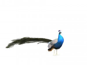 Aniamted peacock peafowl Modello 3D