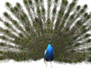 Aniamted peacock peafowl Modello 3D