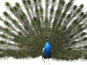 Aniamted peacock peafowl 3D Model