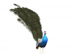Aniamted peacock peafowl Modello 3D