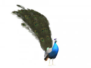 Aniamted peacock peafowl 3D Model