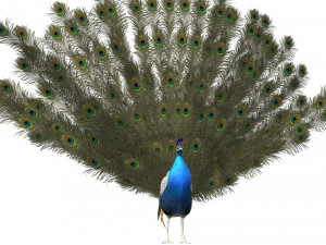 Aniamted peacock peafowl Modello 3D