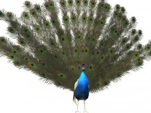 Aniamted peacock peafowl 3D Model