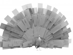 Aniamted peacock peafowl Modello 3D