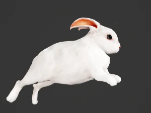 Animated white rabbit 3D Model