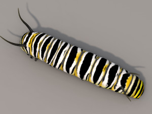 Caterpillar 3D Model