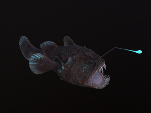 Angler Fish monkfish 3Dモデル