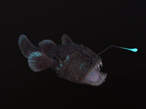 Angler Fish monkfish 3D Model