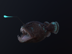 Angler Fish monkfish 3Dモデル