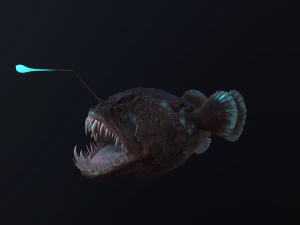 Angler Fish monkfish 3D Model