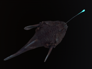 Angler Fish monkfish 3Dモデル
