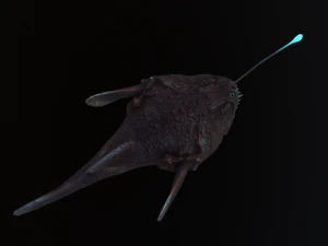 Angler Fish monkfish 3D Model