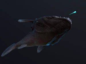 Angler Fish monkfish 3D Model