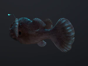 Angler Fish monkfish 3D Model