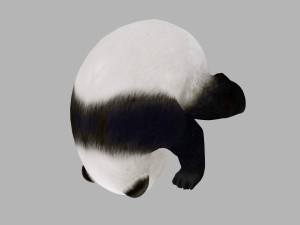 Animated panda Modelo 3D
