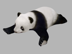 Animated panda Modelo 3D