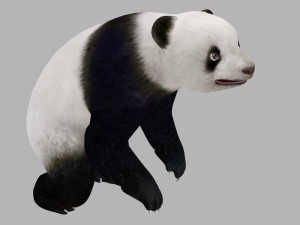 Animated panda Modelo 3D