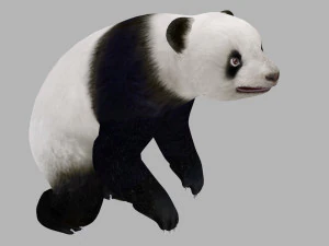 Panda animato Modello 3D