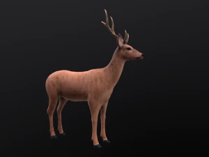 Animated deer stag elk 3D Model