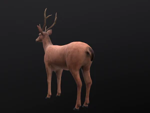 Animated deer stag elk 3D Model