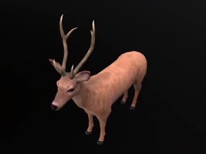 Animated deer stag elk 3D Model