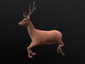 Animated deer stag elk 3Dモデル