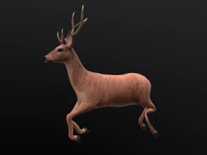 Animated deer stag elk 3D Model