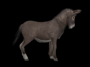 Animated donkey 3D Model