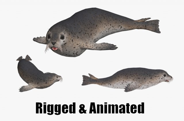 Animated seal sea lion 3D Model .c4d .max .obj .3ds .fbx .stl .blend 