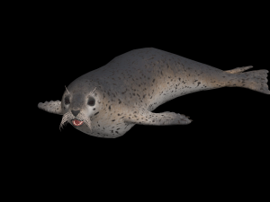Animated seal sea lion 3D Model