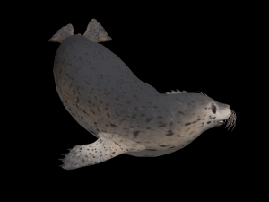 Animated seal sea lion 3D Model