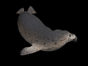 Animated seal sea lion 3D Model