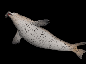 Animated seal sea lion 3D Model