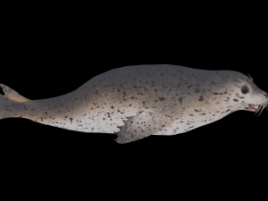 Animated seal sea lion 3D Model
