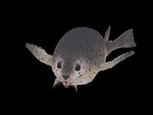 Animated seal sea lion 3D Model