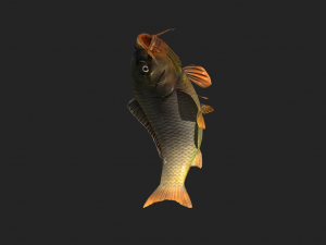 Animated carp fish 3D Model