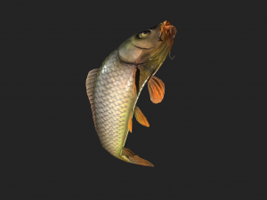 Animated carp fish 3D Model
