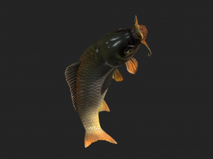 Animated carp fish 3D Model