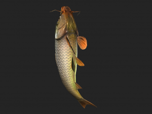 Animated carp fish 3D Model