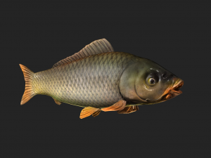 Animated carp fish 3D Model