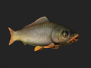 Animated carp fish 3D Model