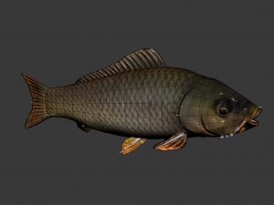 Animated carp fish 3D Model